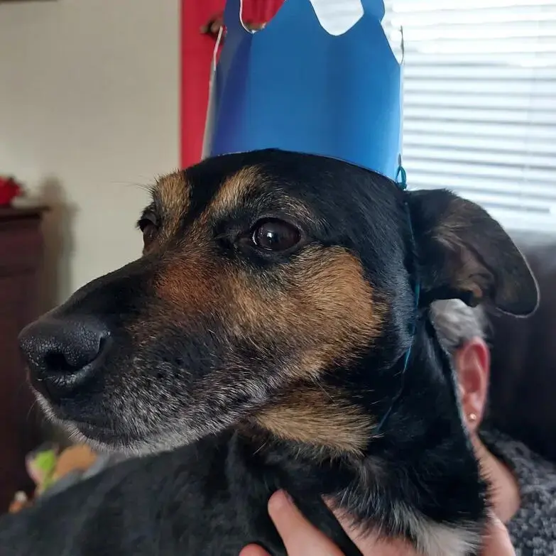 Jack Russell Terrier