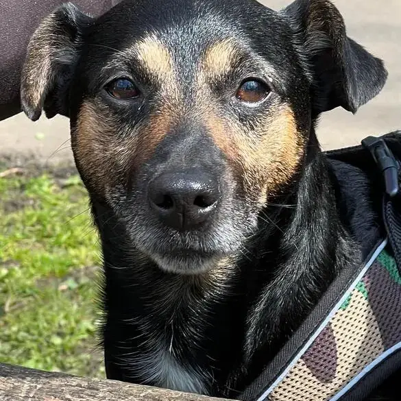 Jack Russell Terrier