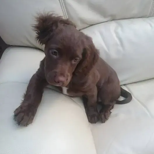 Cocker Spaniel (English)