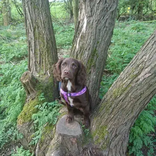 Cocker Spaniel (English)