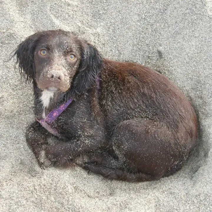 Cocker Spaniel (English)