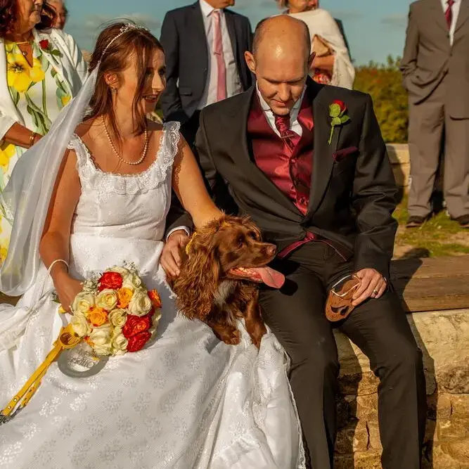 Cocker Spaniel (English)