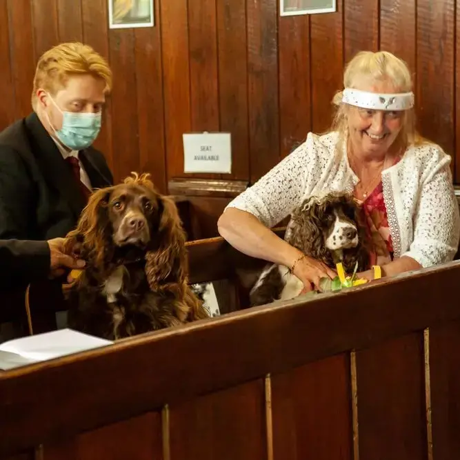 Cocker Spaniel (English)