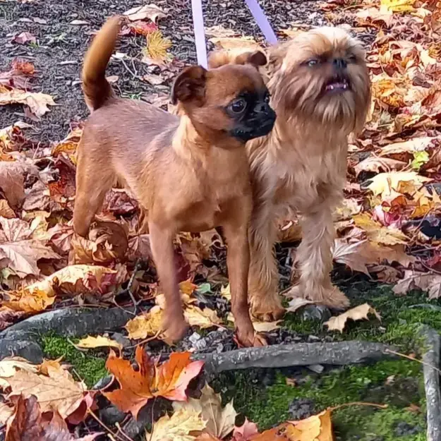 Griffon Bruxellois