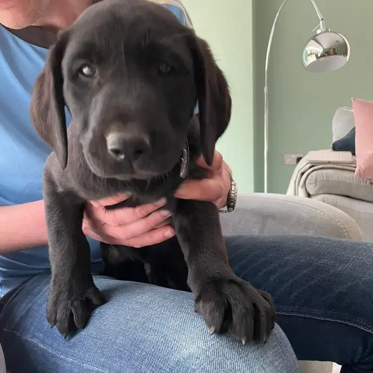 Labrador Retriever