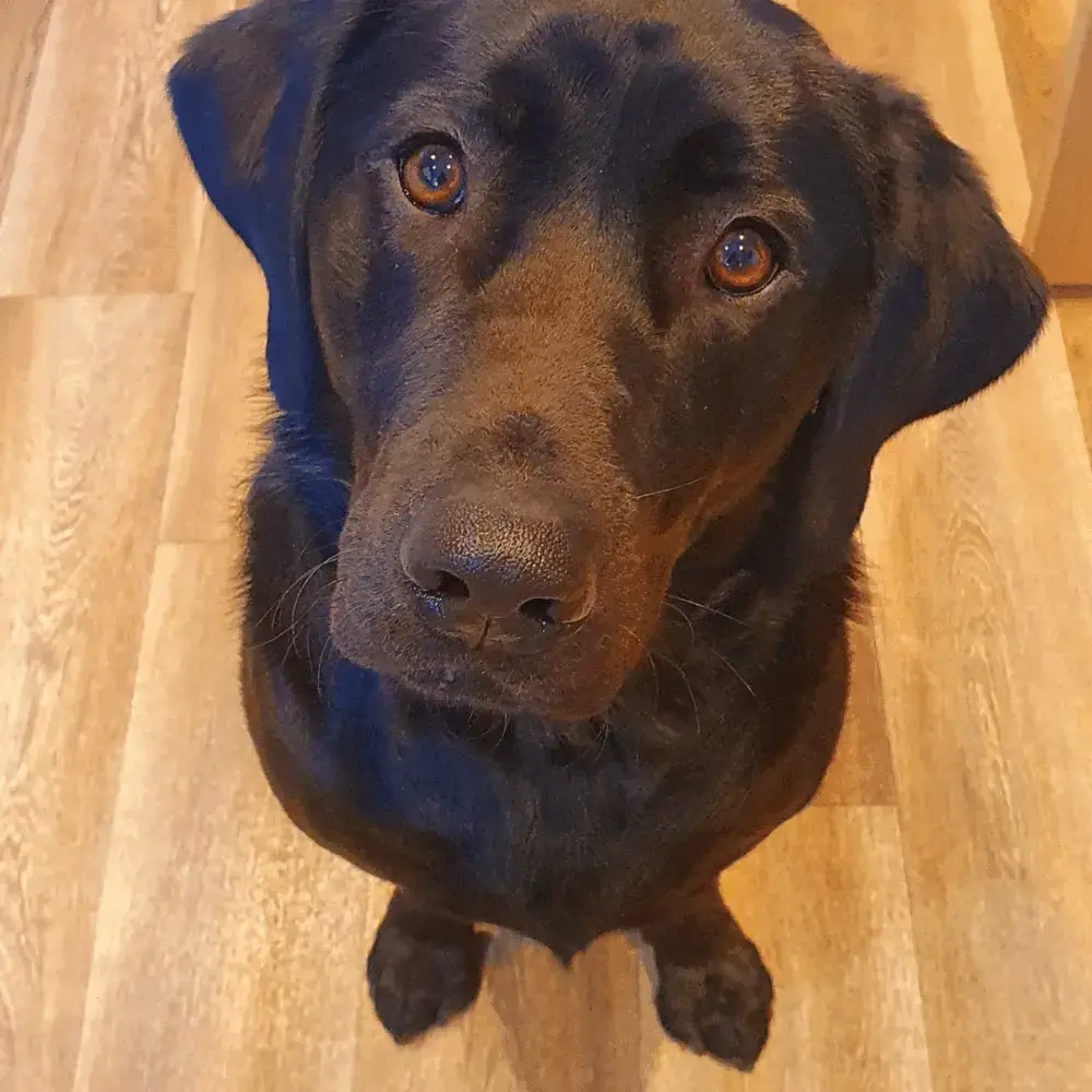 Labrador Retriever