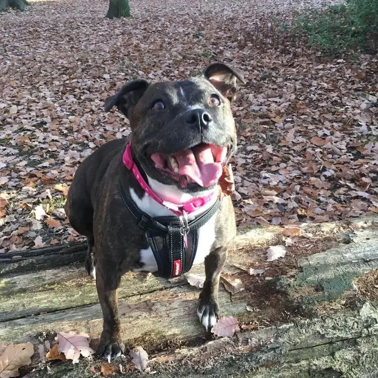 Staffordshire Bull Terrier