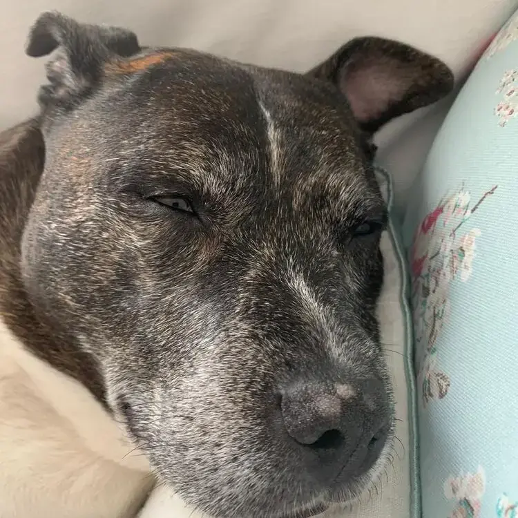 Staffordshire Bull Terrier