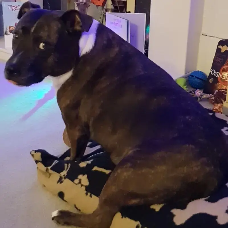 Staffordshire Bull Terrier