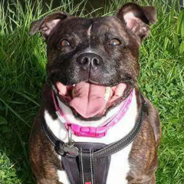 Staffordshire Bull Terrier
