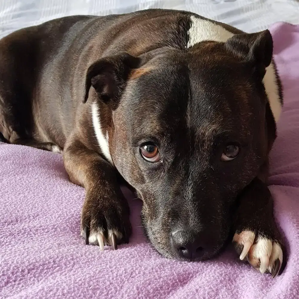 Staffordshire Bull Terrier
