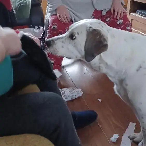 Dalmatian