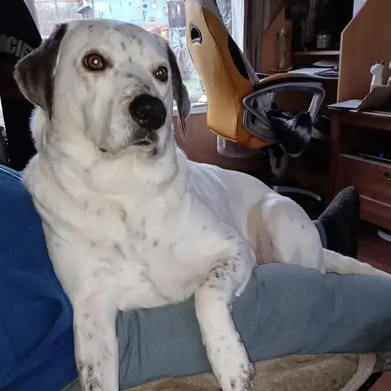 Dalmatian