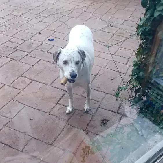 Dalmatian