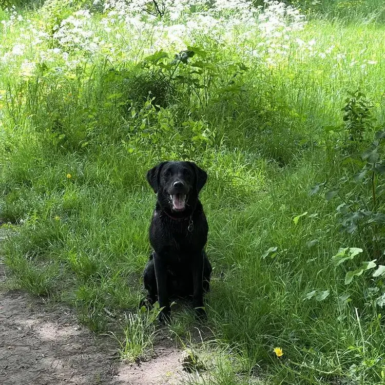Labrador Retriever