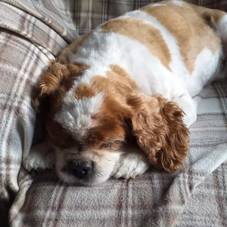 King Charles Spaniel