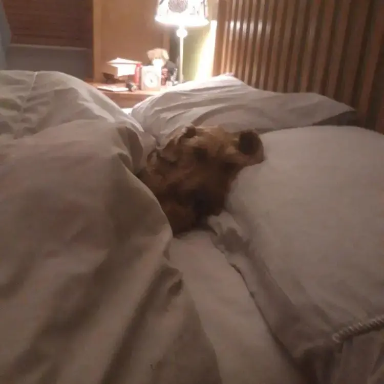 Dachshund (Miniature Wire-Haired)