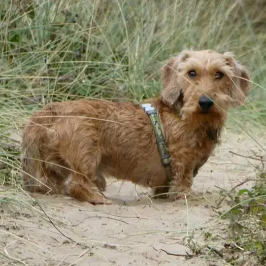 Dachshund (Miniature Wire-Haired)