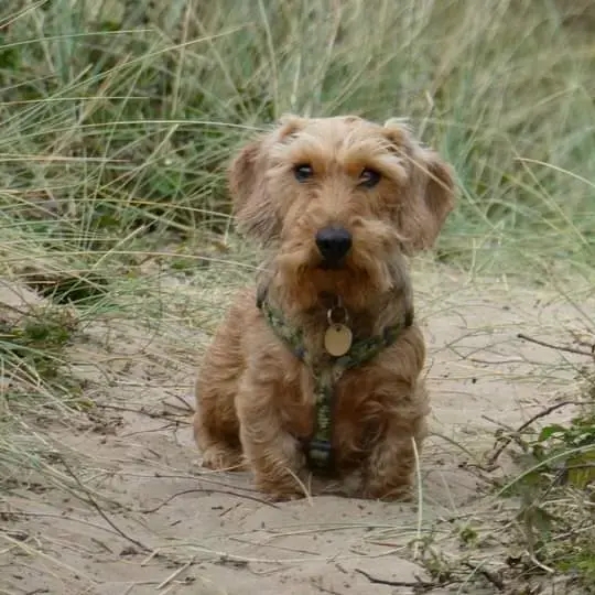 Dachshund (Miniature Wire-Haired)