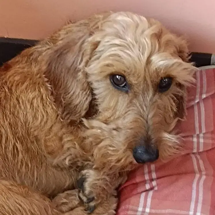 Dachshund (Miniature Wire-Haired)