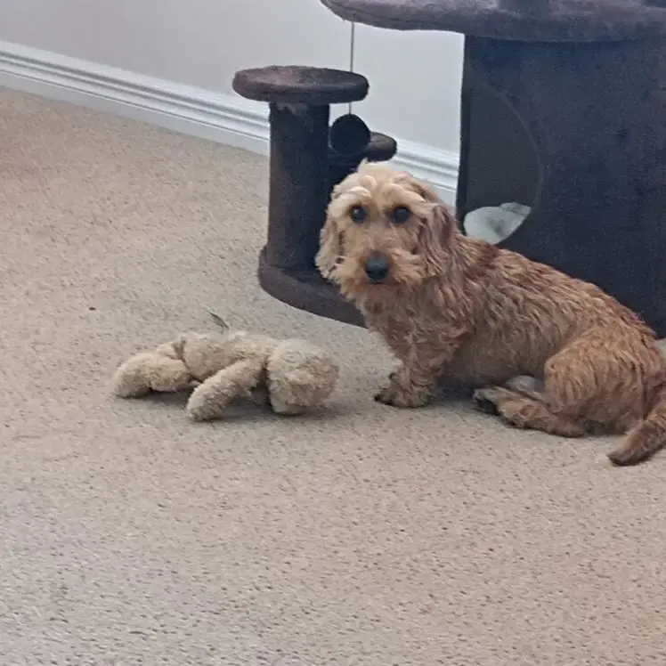 Dachshund (Miniature Wire-Haired)