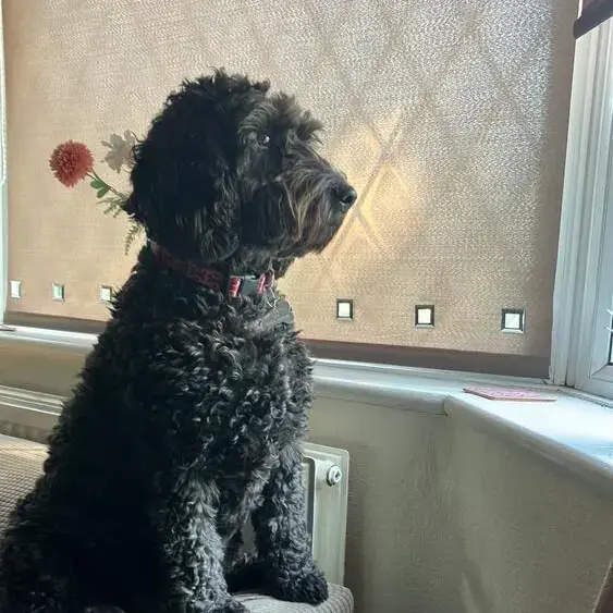 Cockapoo