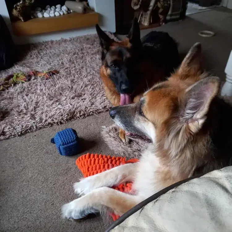 German Shepherd Dog