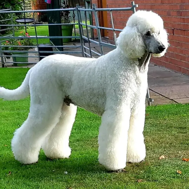 Poodle (Standard)