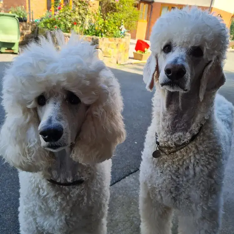 Poodle (Standard)