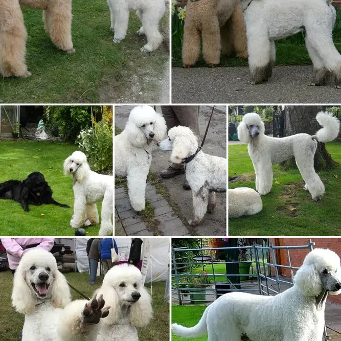 Poodle (Standard)
