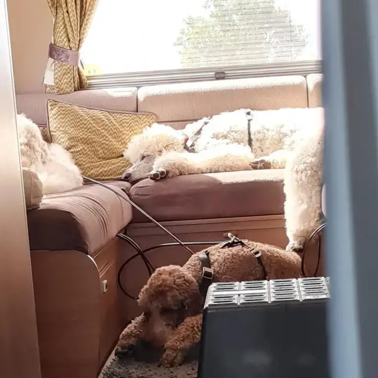 Poodle (Standard)