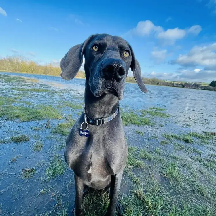 Weimaraner