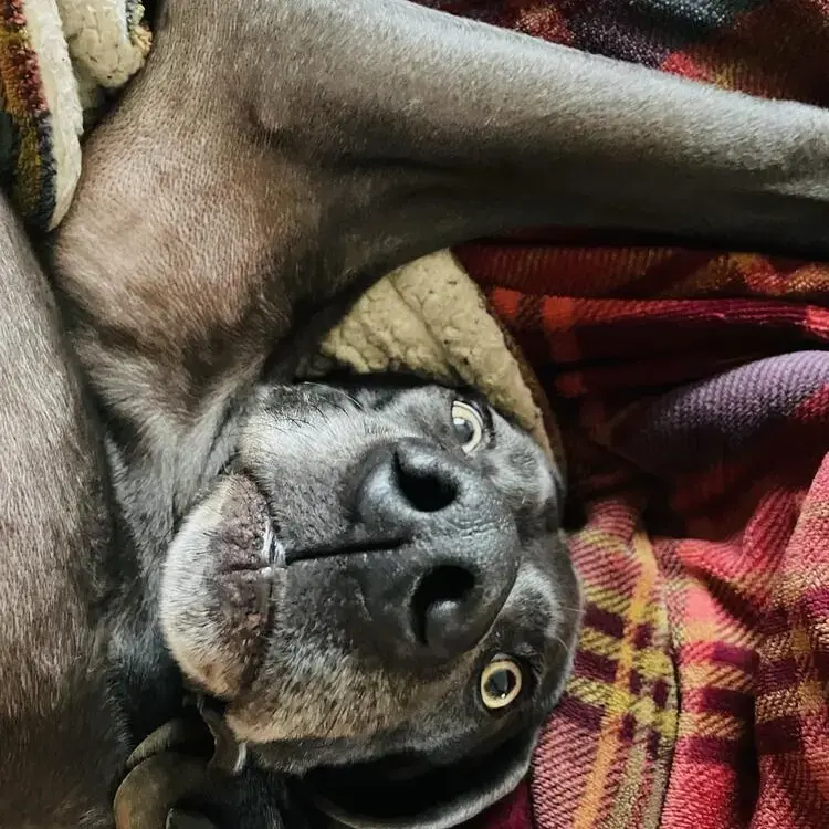 Weimaraner
