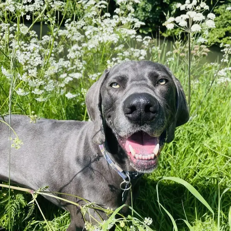 Weimaraner