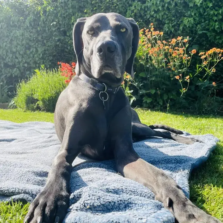 Weimaraner