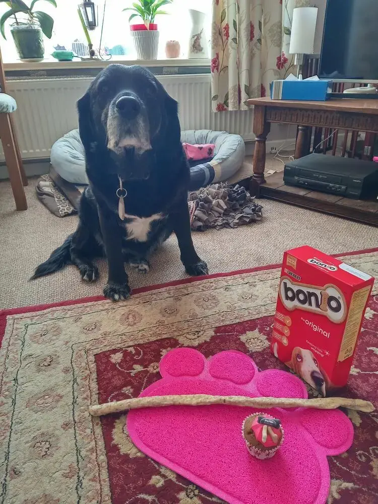 Labrador Retriever