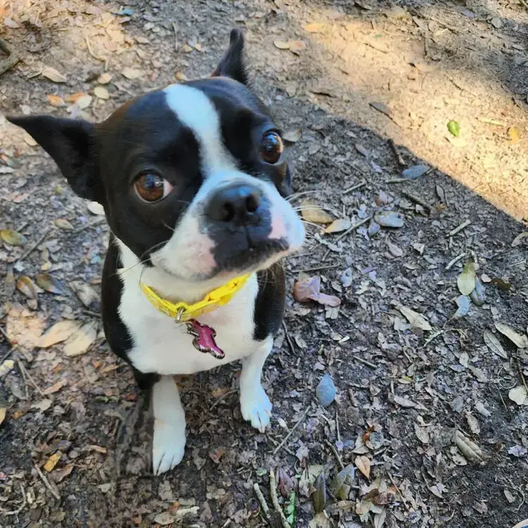Boston Terrier