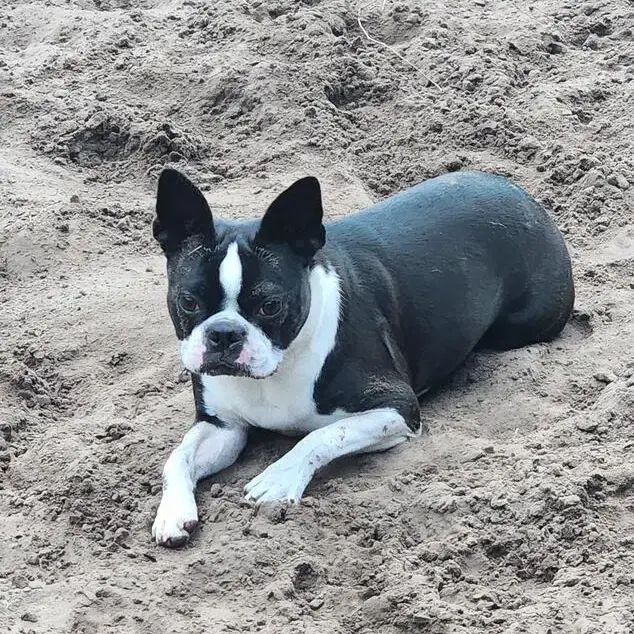 Boston Terrier