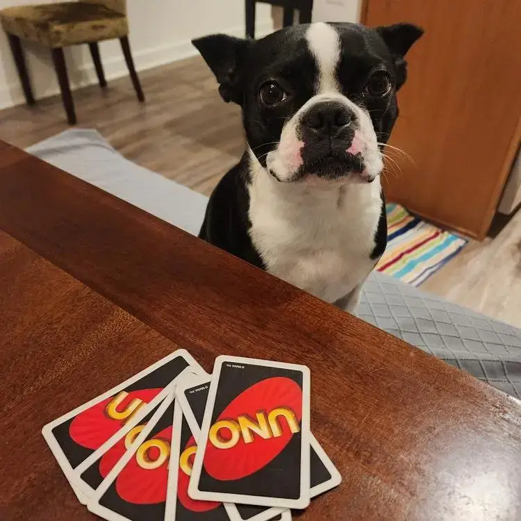 Boston Terrier