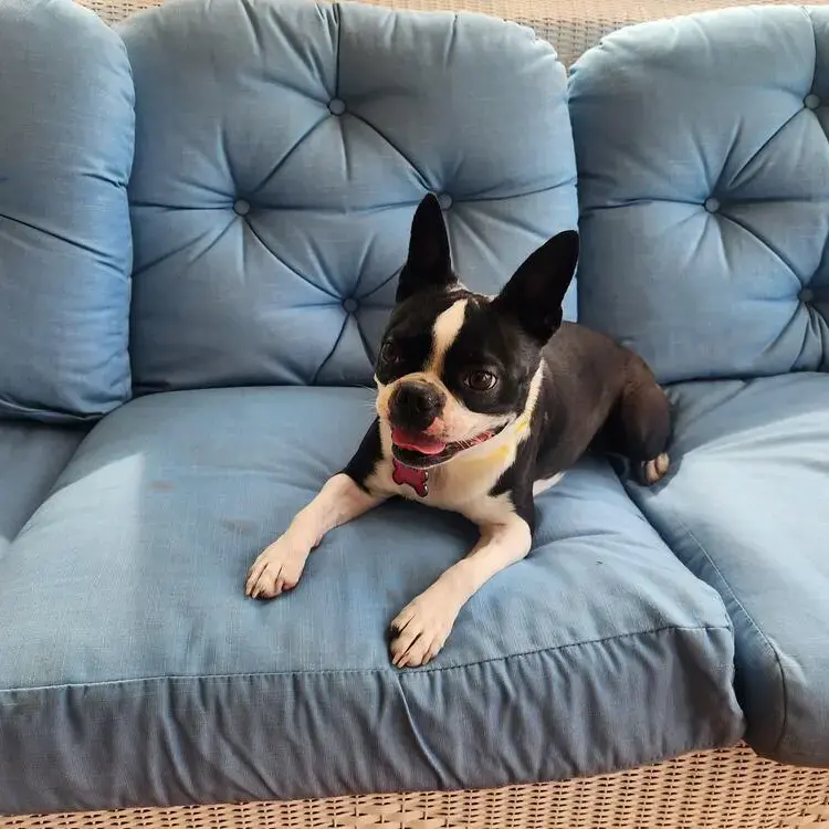 Boston Terrier