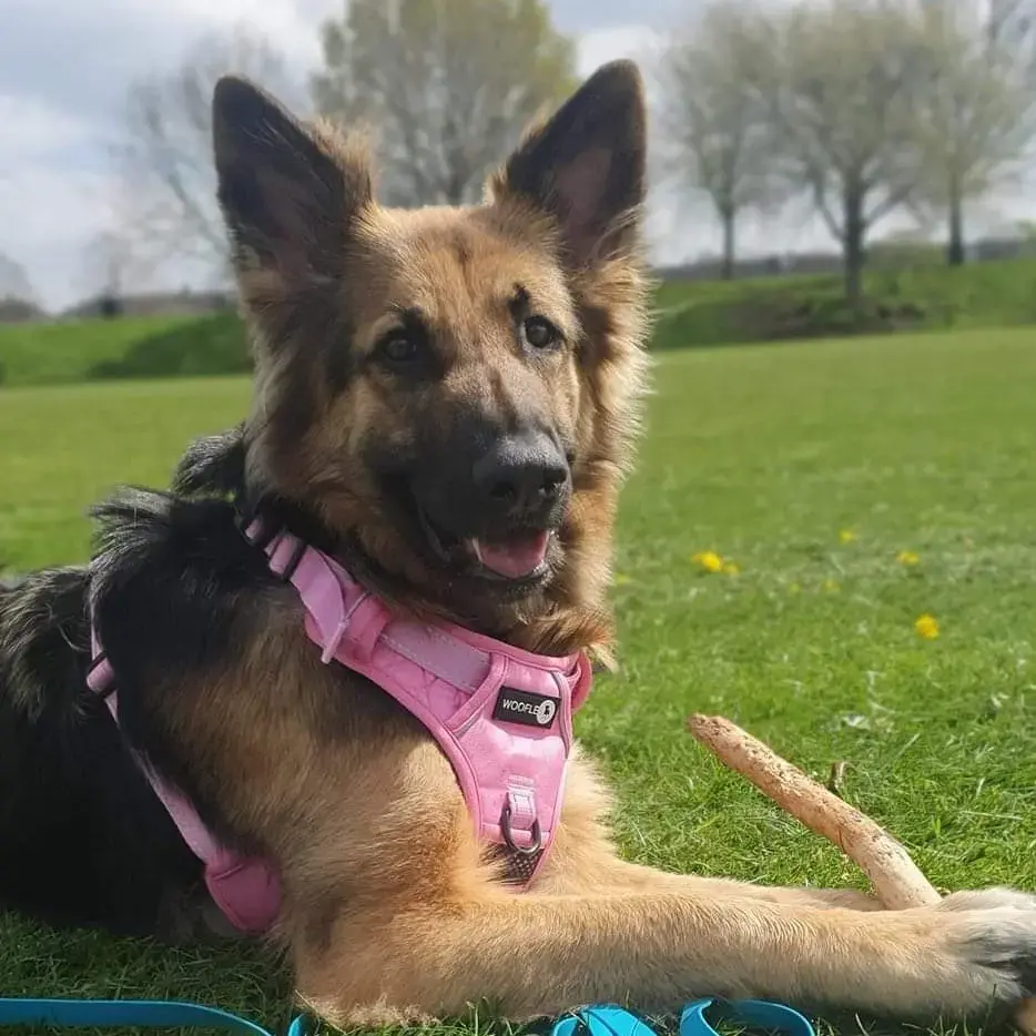 German Shepherd Dog