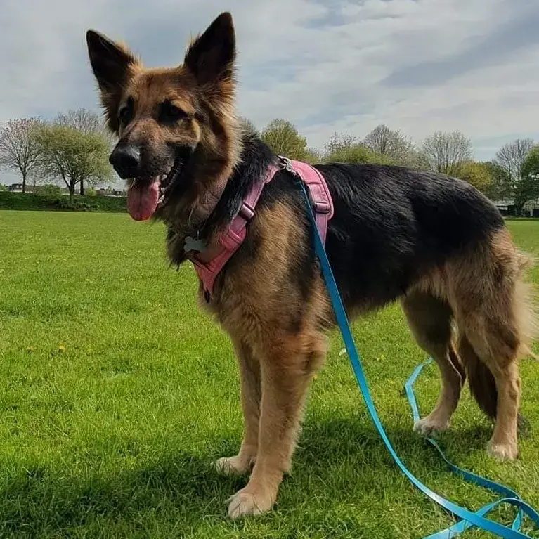 German Shepherd Dog