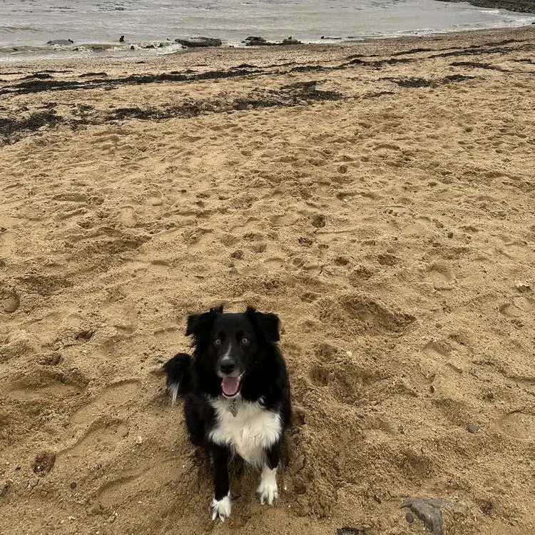 Border Collie