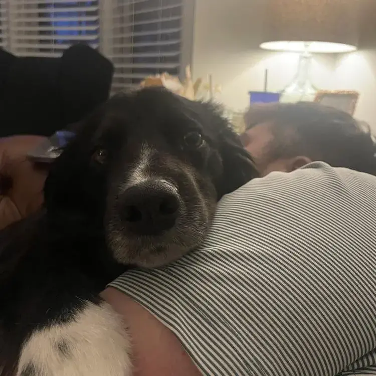 Border Collie