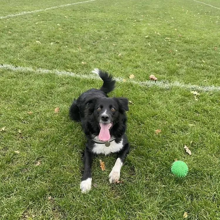 Border Collie