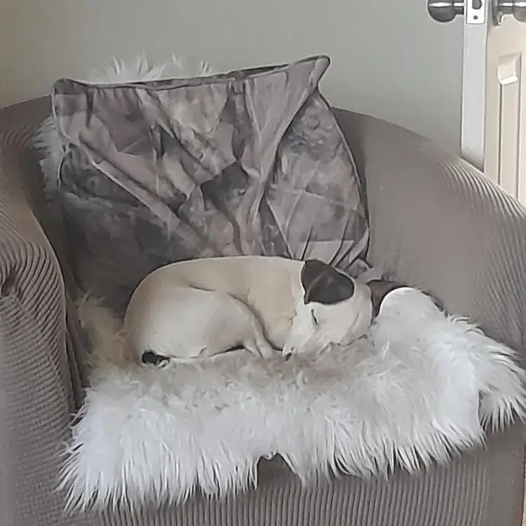 Jack Russell Terrier