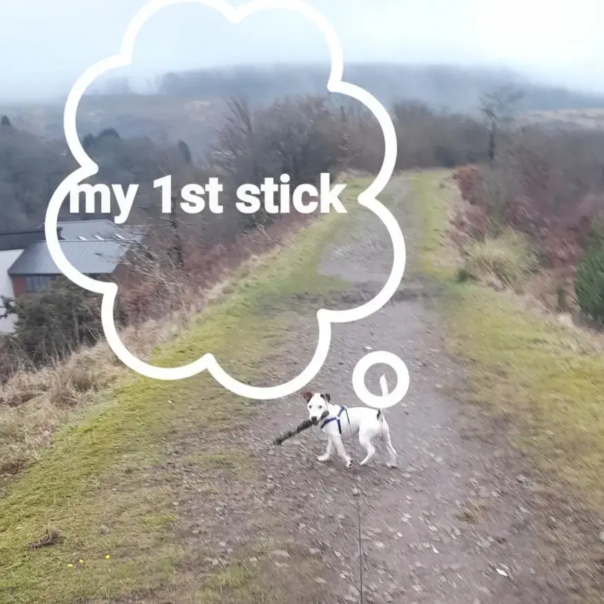 Jack Russell Terrier