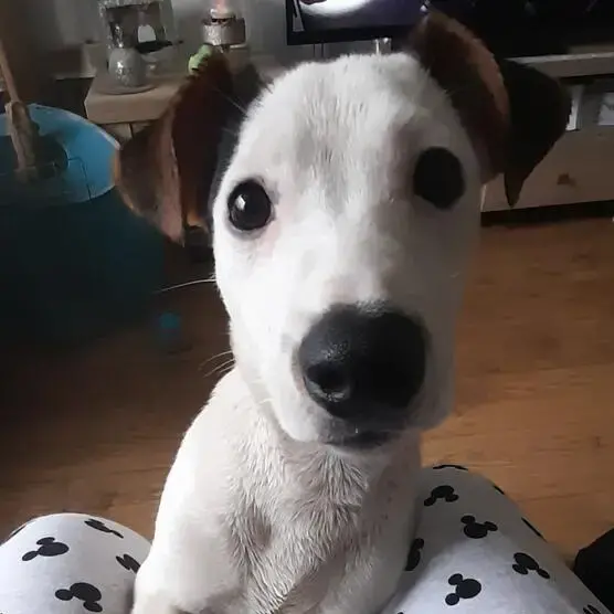 Jack Russell Terrier