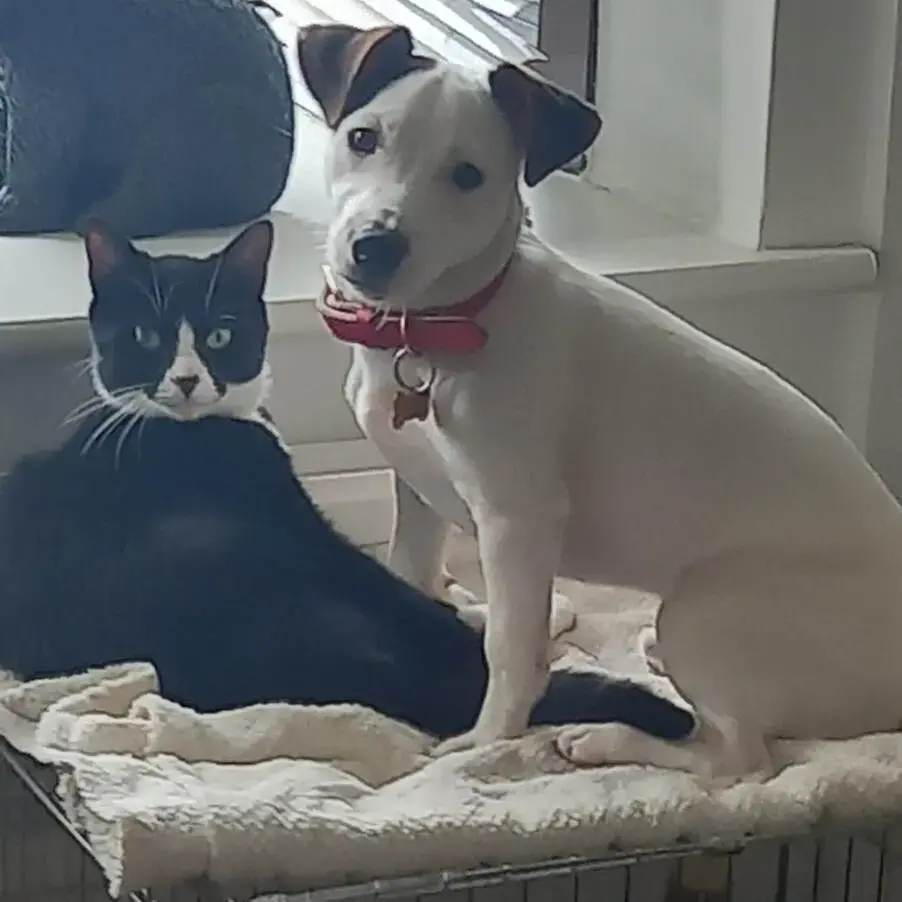 Jack Russell Terrier