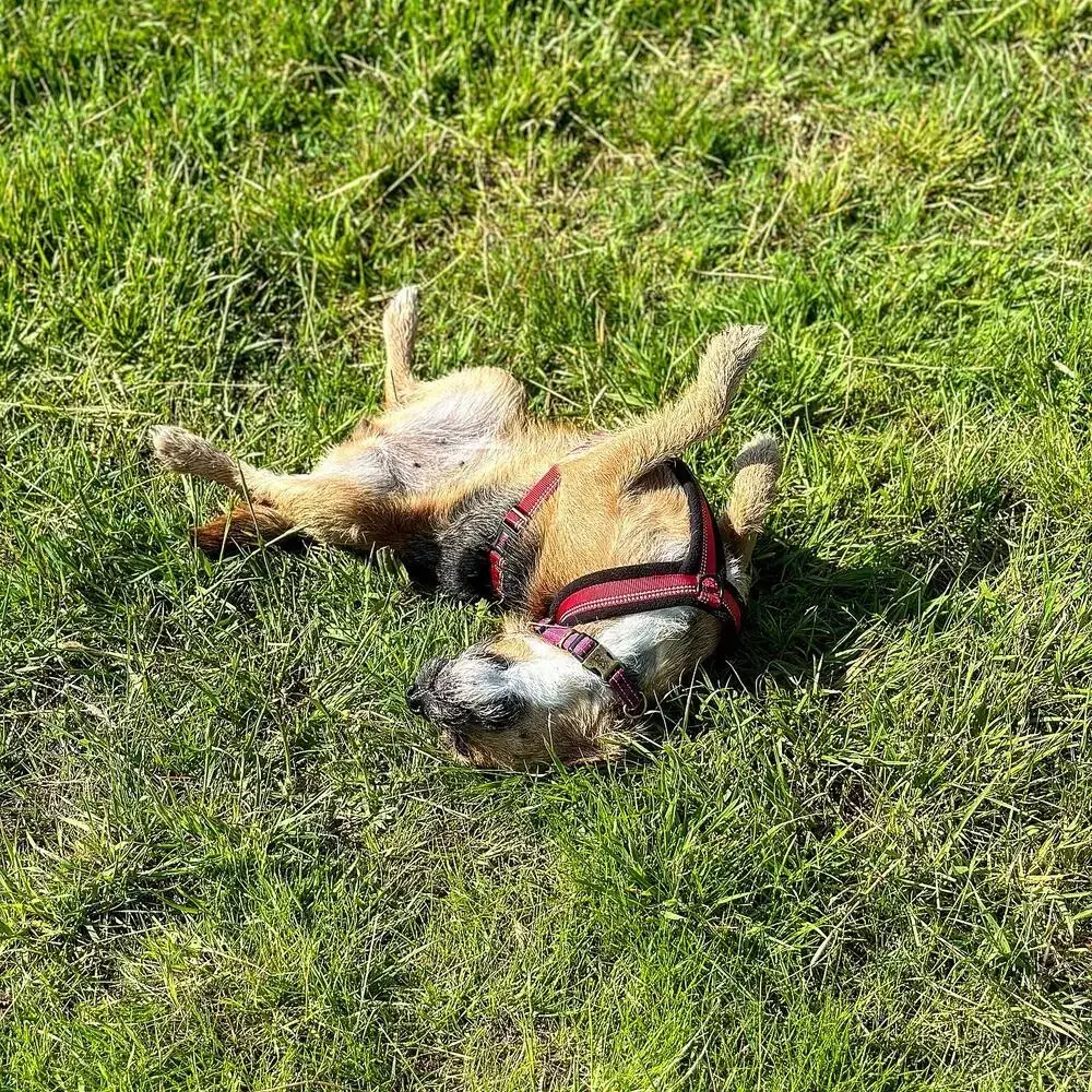Border Terrier